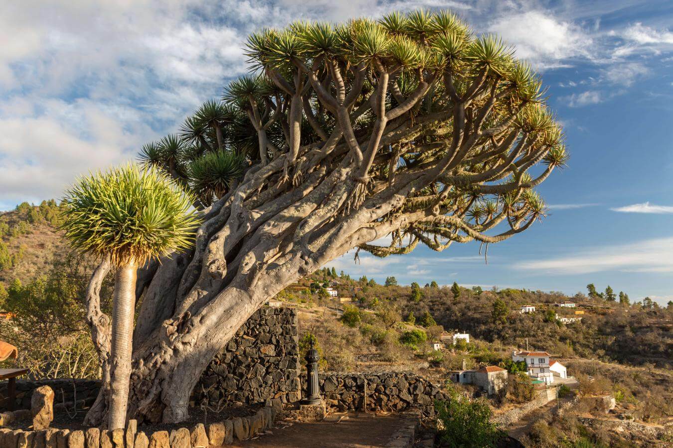 Mirador de los Dragos Puntagorda