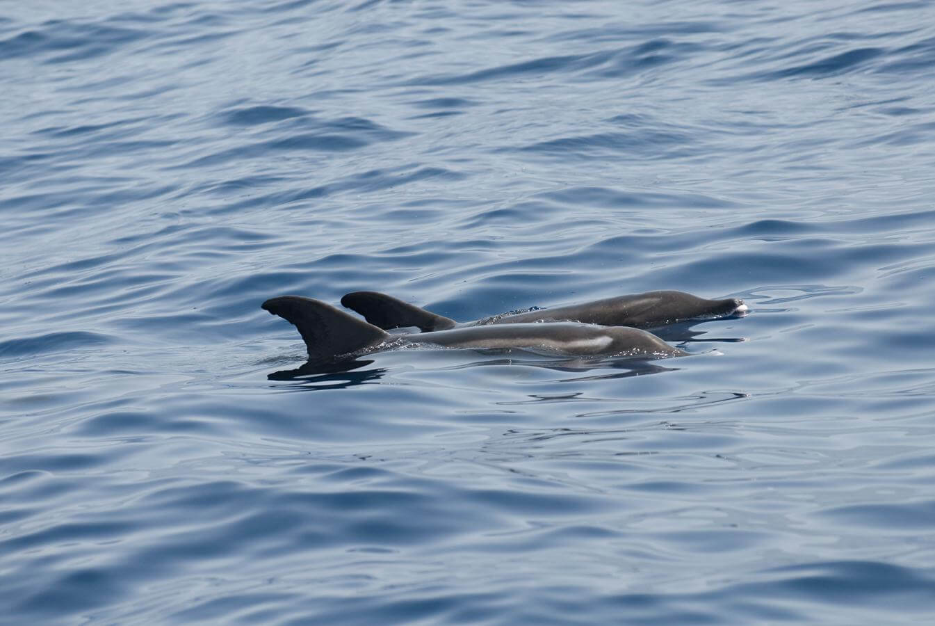 cetaceos