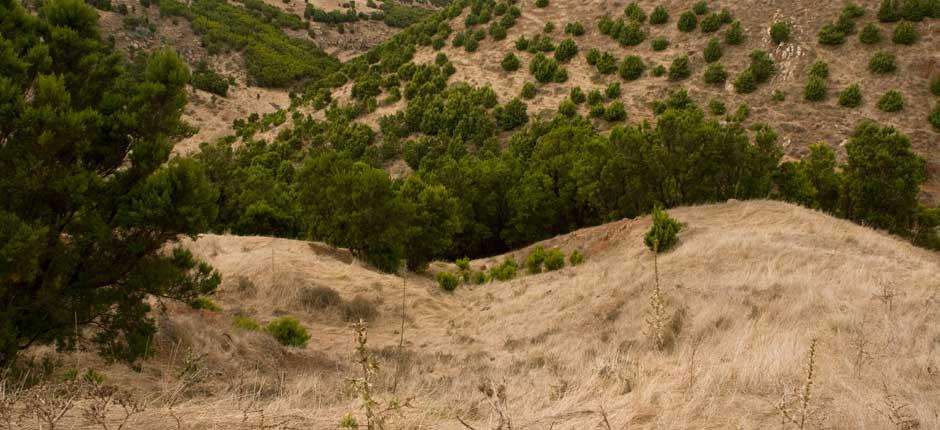 Albero Garoé, a El Hierro