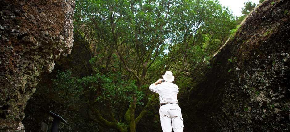 Albero Garoé, a El Hierro