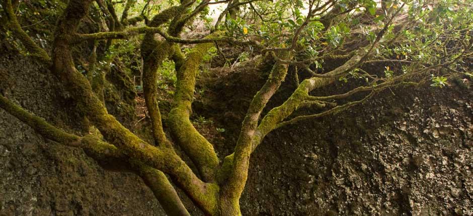 Albero Garoé, a El Hierro