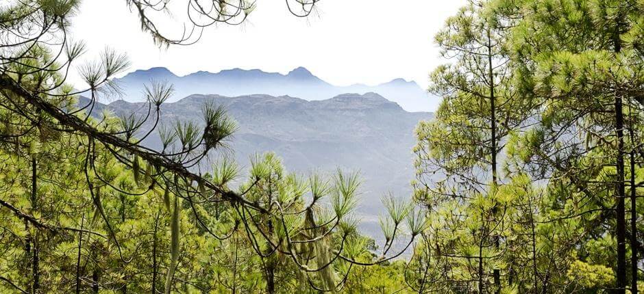 Tamadaba-Pendio de Faneque + Sentieri di Gran Canaria