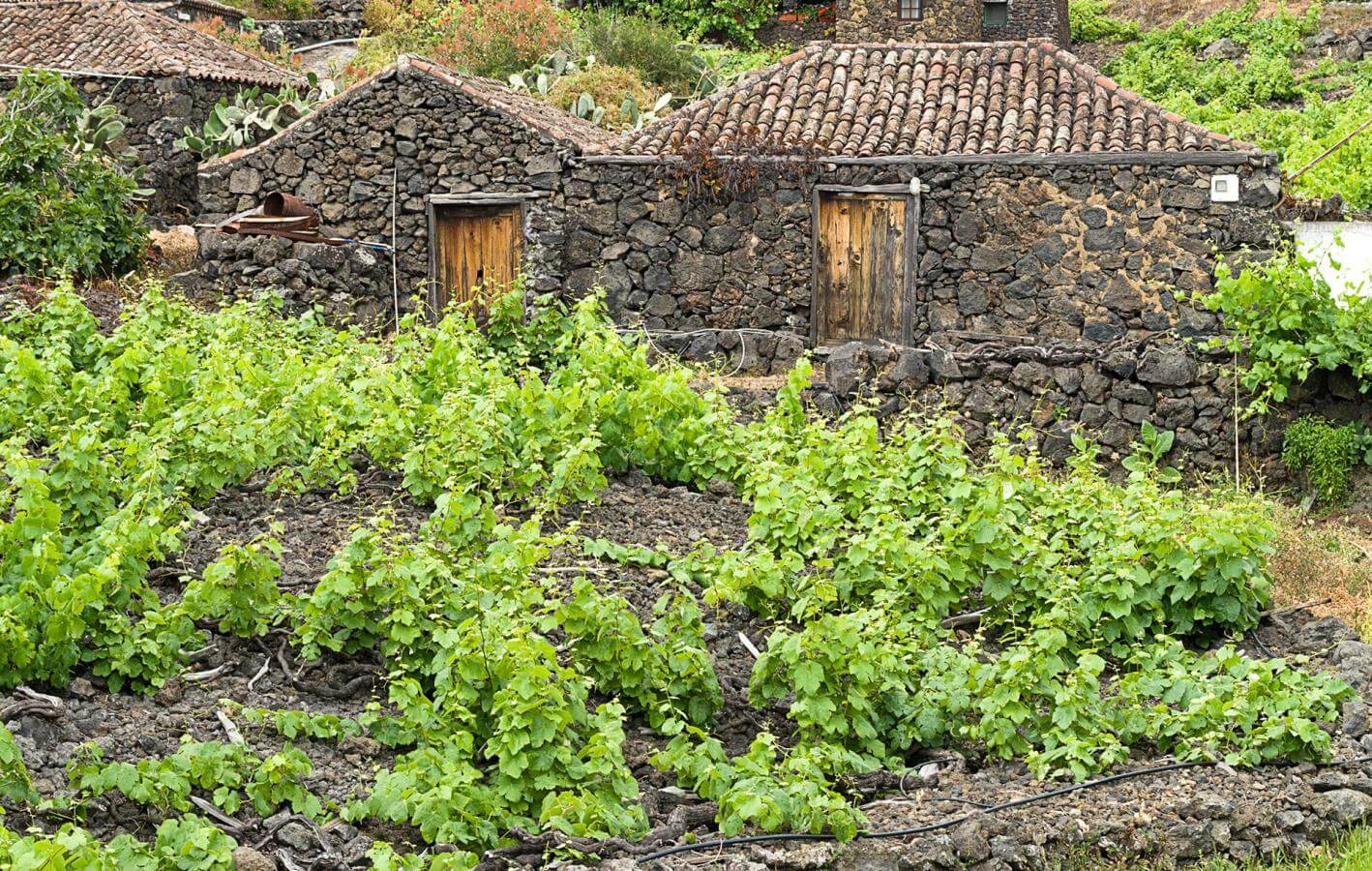 Camino de la Faya. Senderos de La Palma