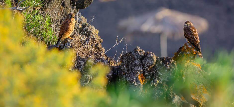 Charco Verde Spiagge per bambini di La Palma