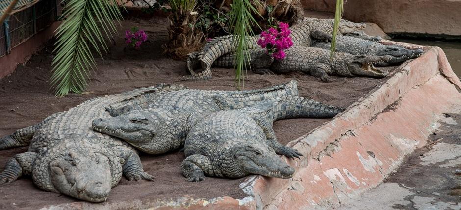 Cocodrilo Park Zoo di Gran Canaria