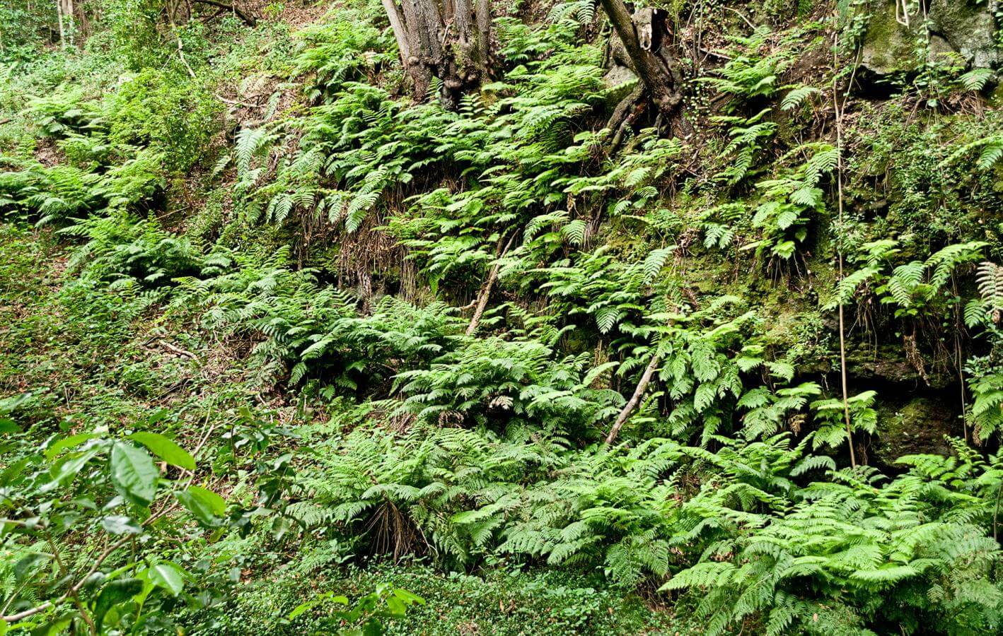 Cubo de la Galga. Senderos de La Palma