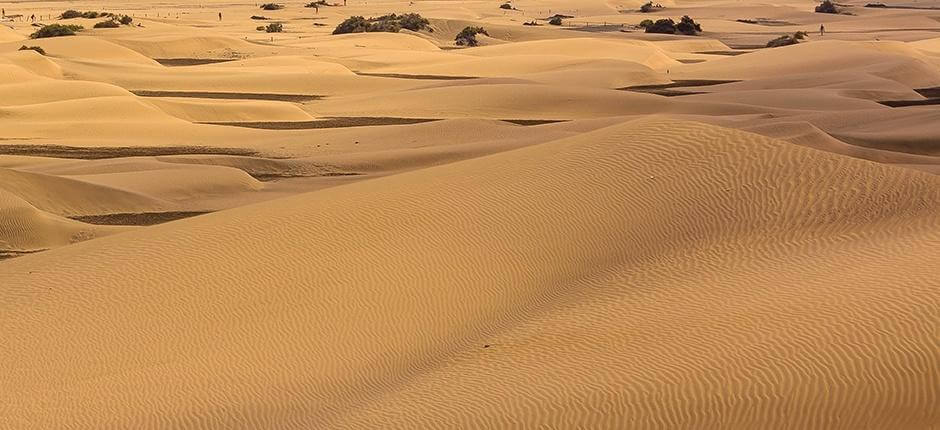 Riserva Naturale Speciale delle Dune di Maspalomas, a Gran Canaria