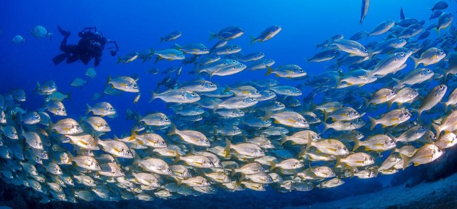 Immergersi a El Cabrón, a Gran Canaria