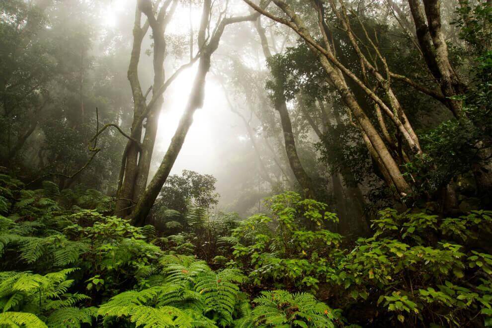 Bosque del Cedro. Parque Nacional de Garajonay