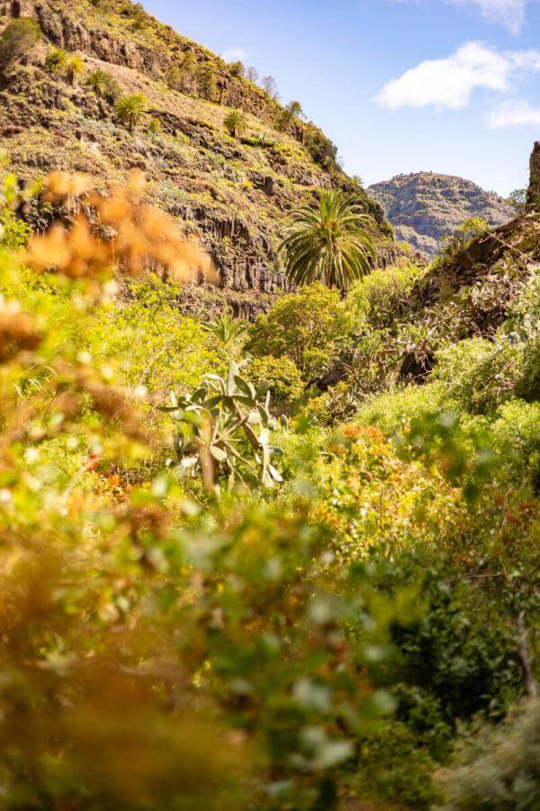 Sendero a la cascada en el barranco de Arure