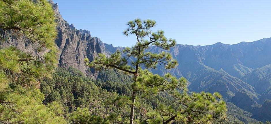 Caldera di Taburiente + Sentieri di La Palma