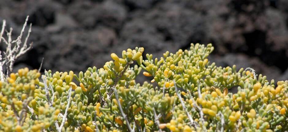 Malpaís de Güímar Espacios naturales de Tenerife