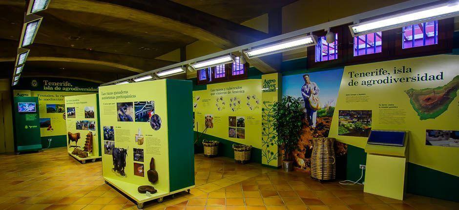 Casa del Vino e del Miele Musei e attrazioni turistiche a Tenerife 