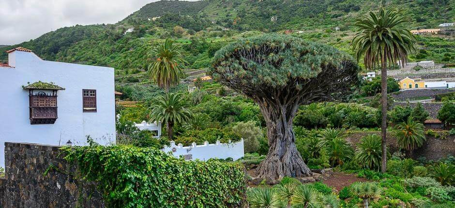 Parco del Drago Millenario Musei e attrazioni turistiche di Tenerife 
