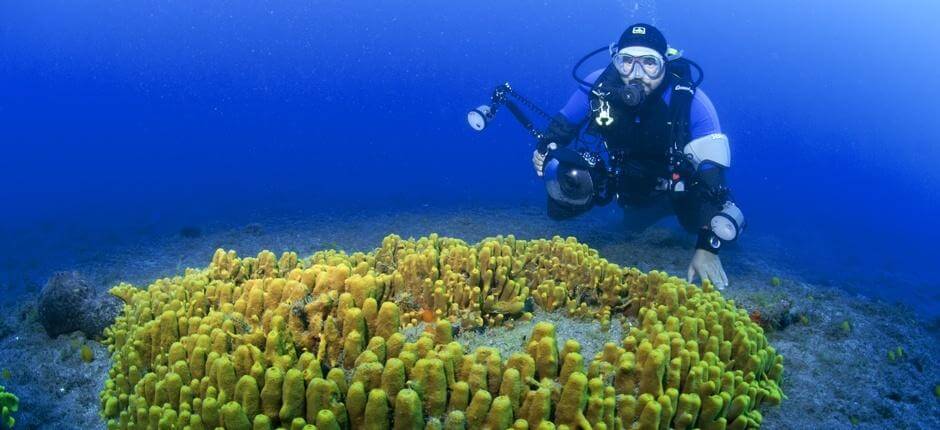 Immergersi a Risco Verde, a Gran Canaria