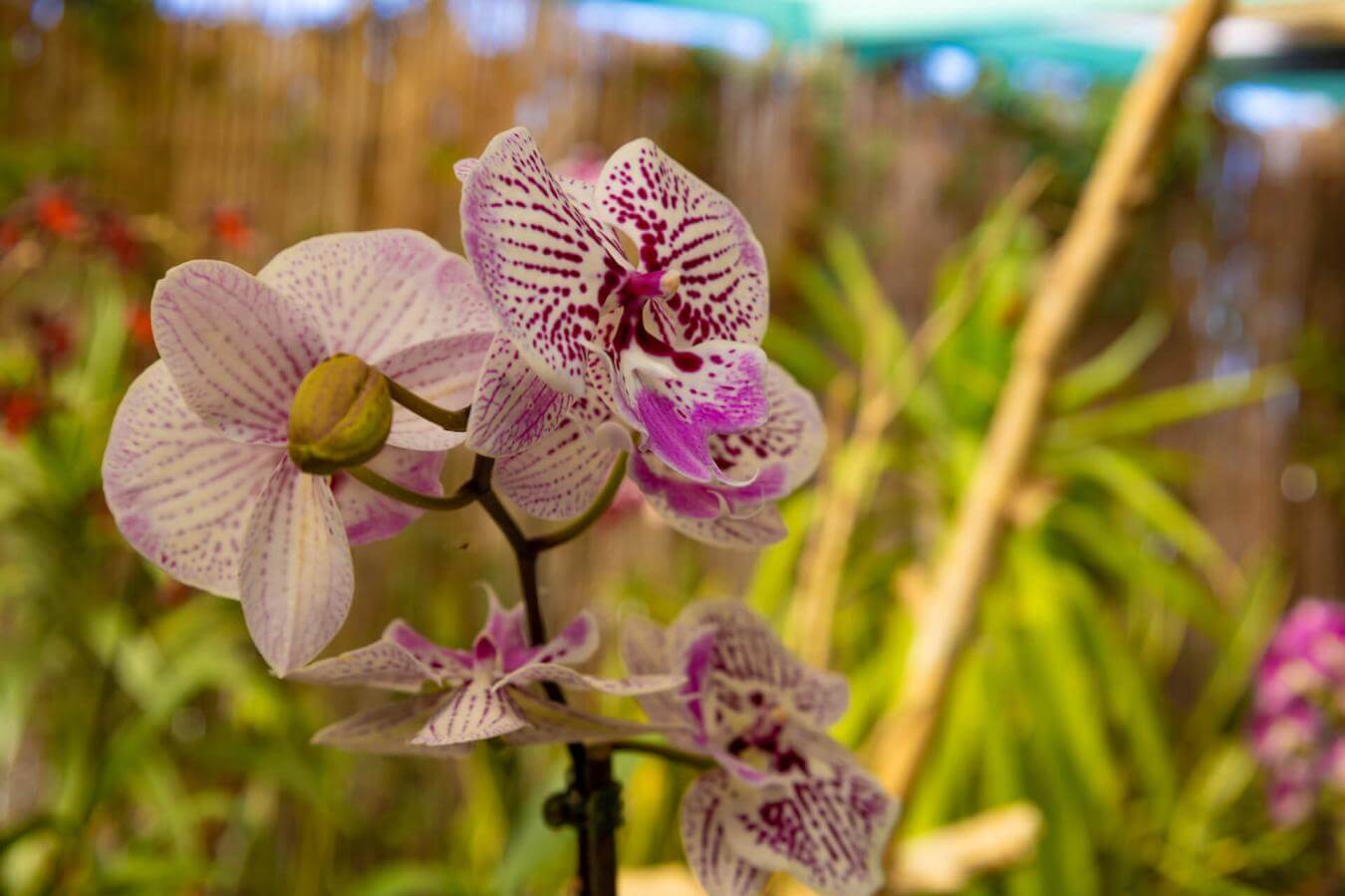 Jardín de Orquídeas Sitio Litre