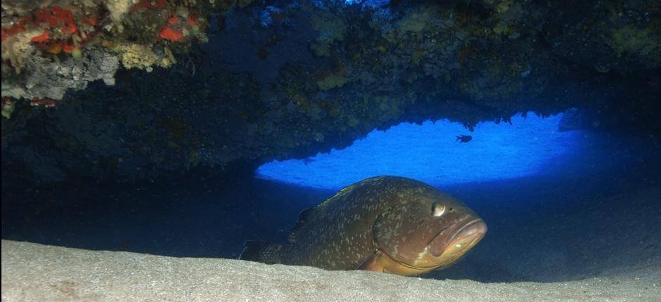 Immergersi al relitto ‘Waikiki’, a Lanzarote