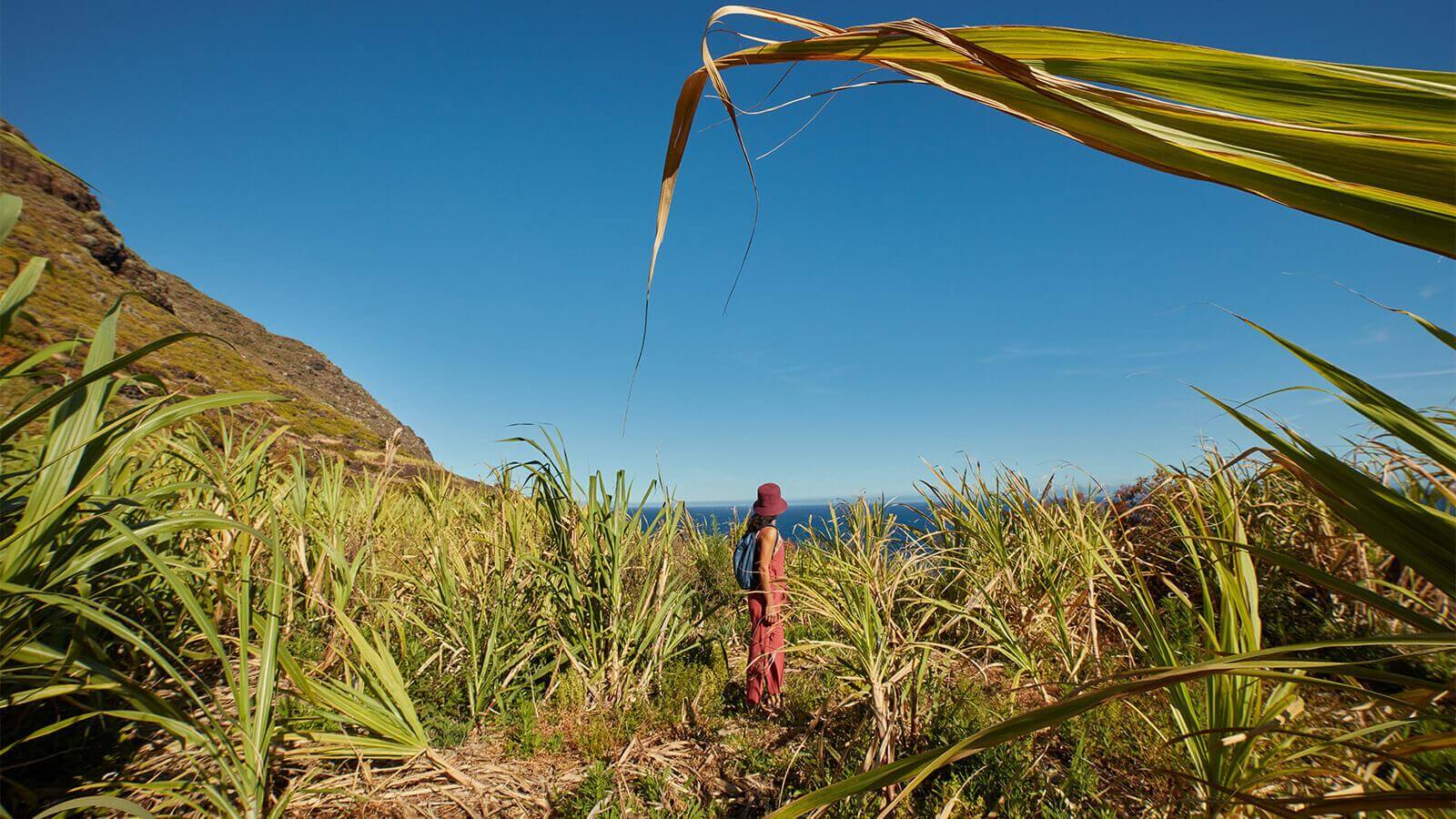 Coltivazioni di canna da zucchero, La Palma.