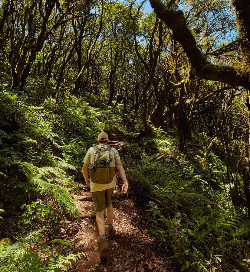 Parco Nazionale di Garajonay, La Gomera / Foreste preistoriche del Parco Nazionale di Garajonay, La Gomera.