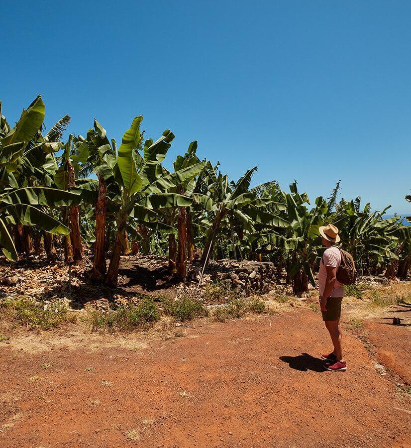 Piantagioni di banae, La Palma.