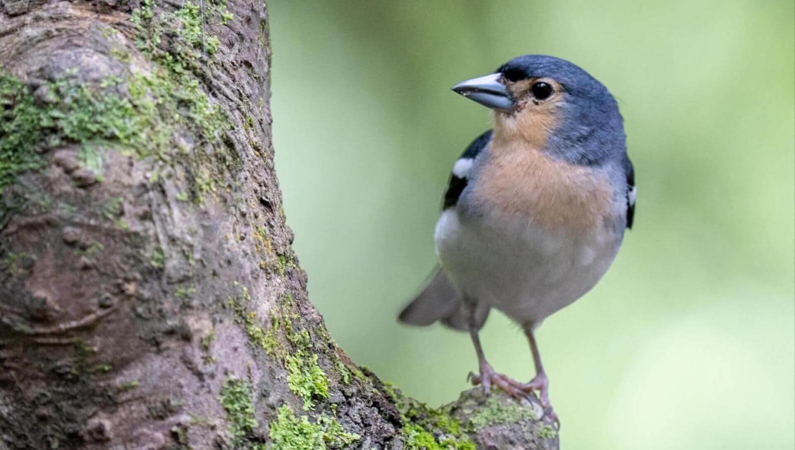 Fringuello Delle Canarie