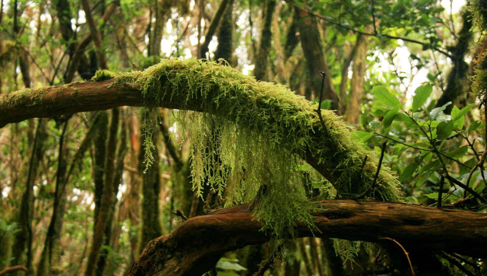 Foresta umida di Anaga con tronchi ricoperti di muschio, liane e fitta vegetazione.