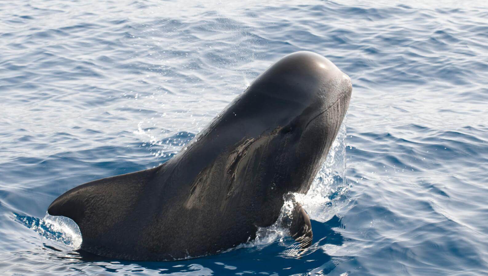 Calderón gris (cetaceo tropicale con grandi pinne) emerge dall'oceano, con parte del corpo fuori dall'acqua.