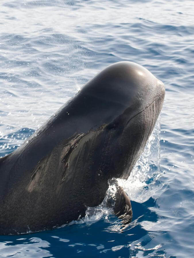 Calderón gris (cetaceo tropicale con grandi pinne) emerge dall'oceano, con parte del corpo fuori dall'acqua.