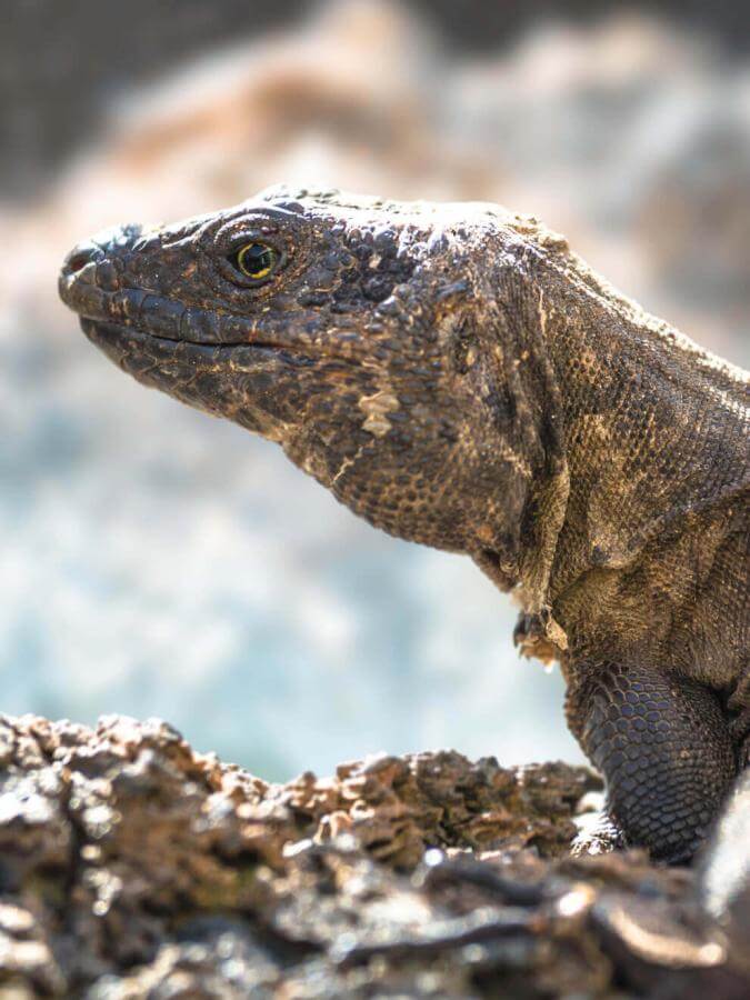 Lagarto gigante (lucertola endemica protetta delle Isole Canarie) di El Hierro su roccia vulcanica.