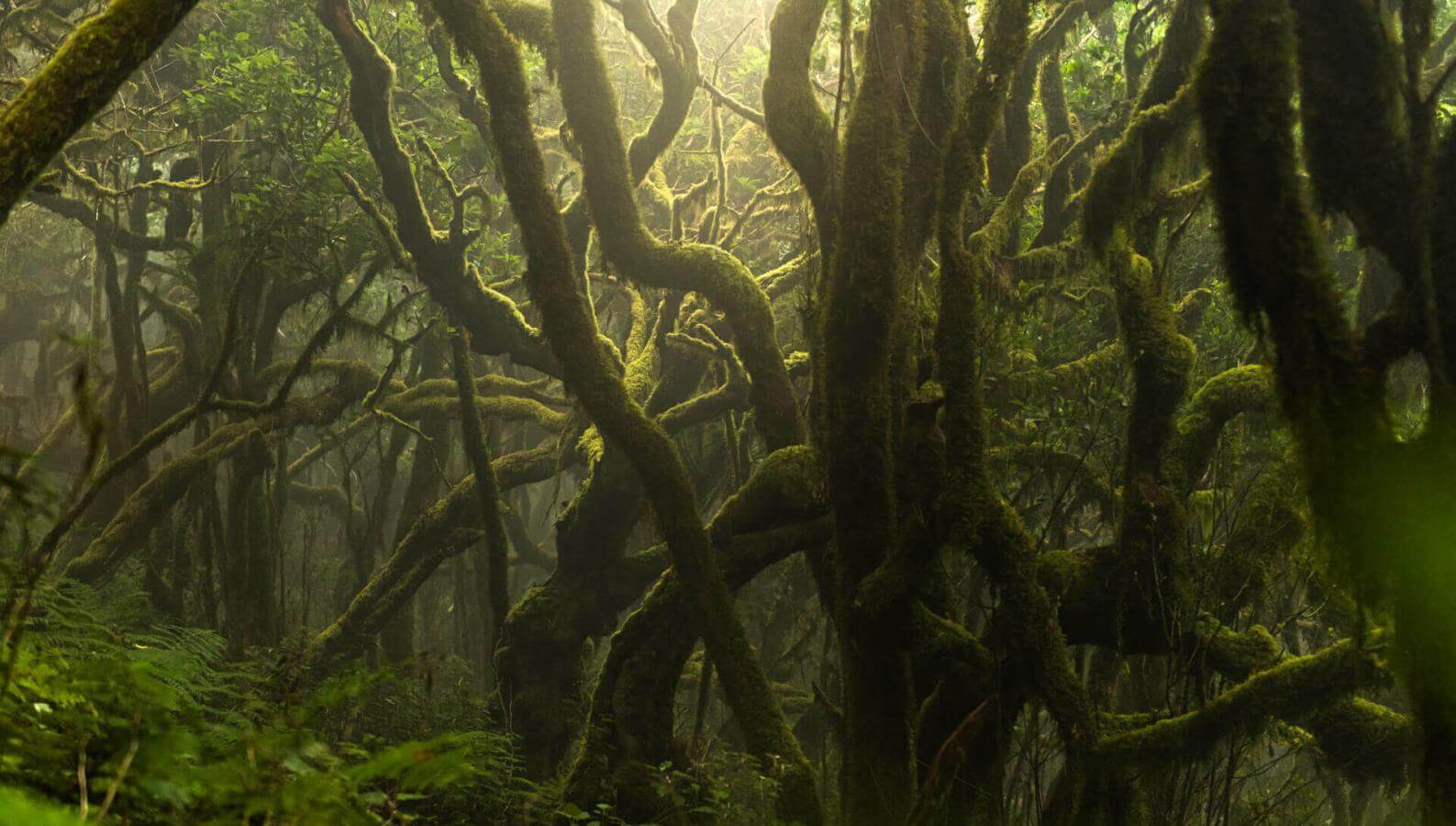 Foresta di laurisilva nel Garajonay, con tronchi coperti di muschio e ambiente umido avvolto nella nebbia.