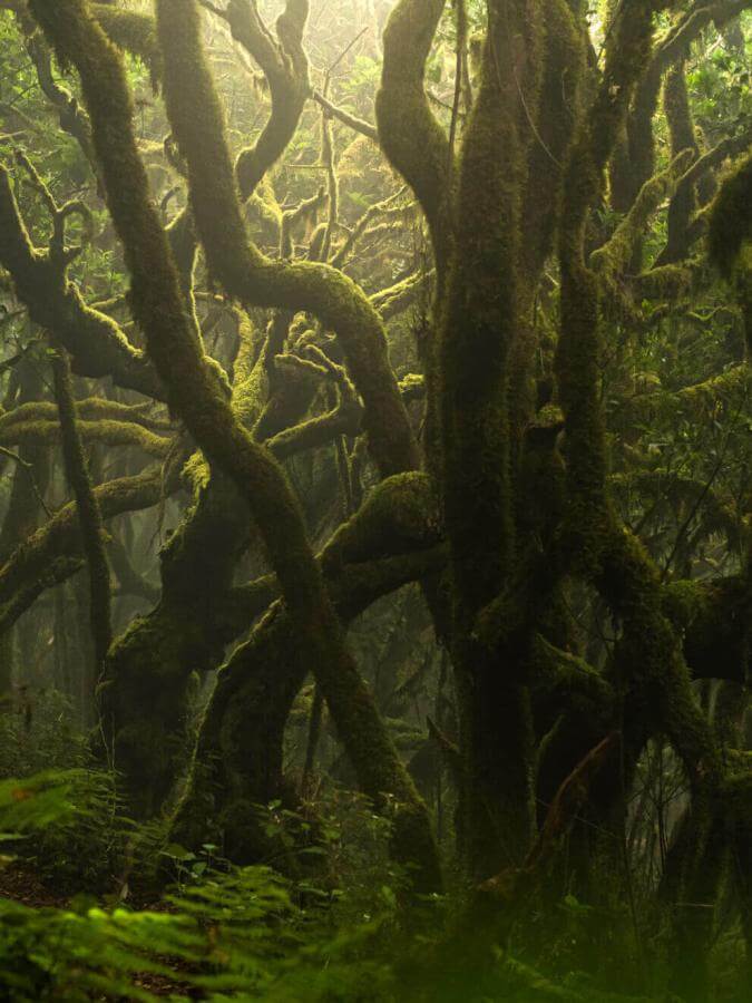 Foresta di laurisilva nel Garajonay, con tronchi coperti di muschio e ambiente umido avvolto nella nebbia.