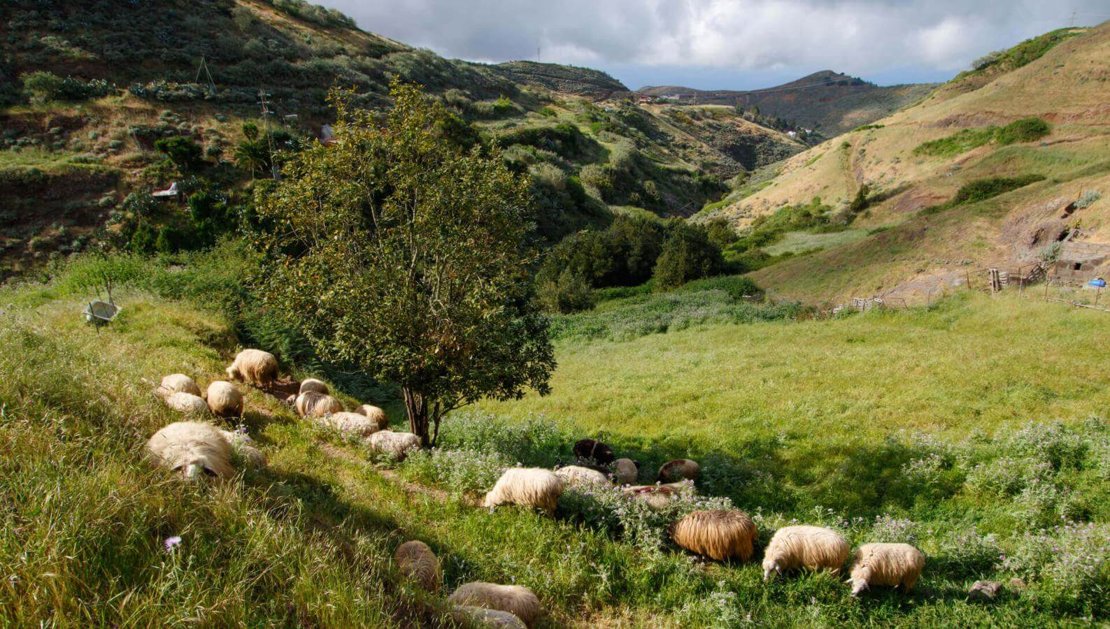 Gregge di pecore al pascolo in una valle verde di Montaña Alta, Gran Canaria, intorno dolci pendii e alberi.