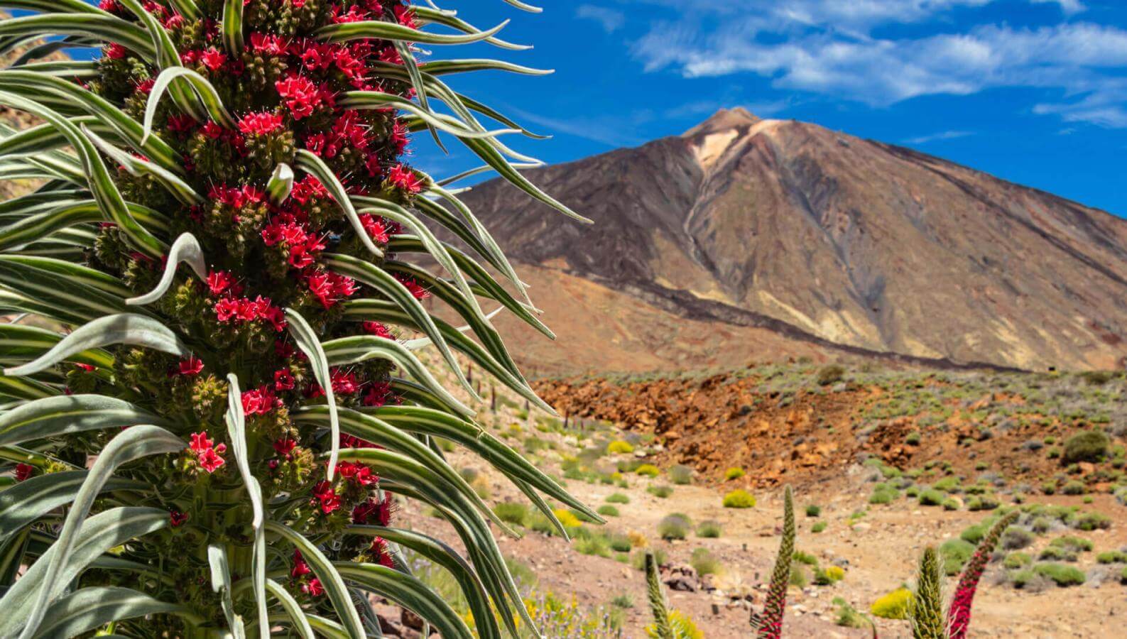 Tajinaste rojo (arbusto endemico del Teide) in fiore a Las Cañadas del Teide, paesaggio vulcanico.