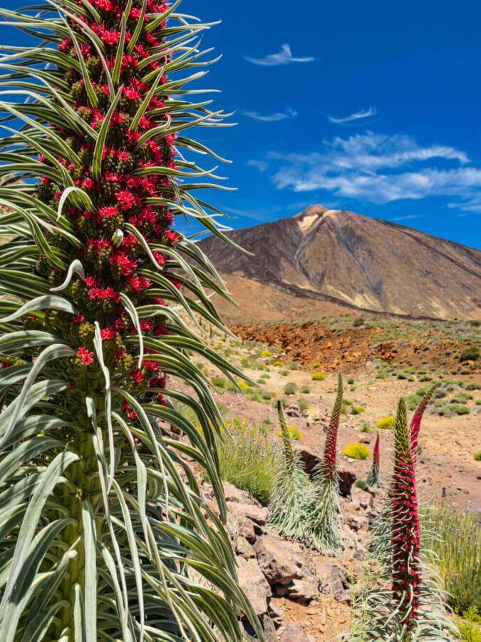 Tajinaste rojo (arbusto endemico del Teide) in fiore a Las Cañadas del Teide, paesaggio vulcanico.